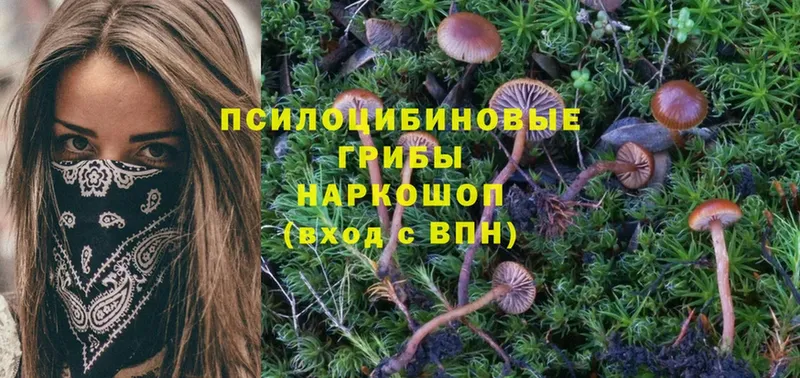 Галлюциногенные грибы Cubensis Кукмор